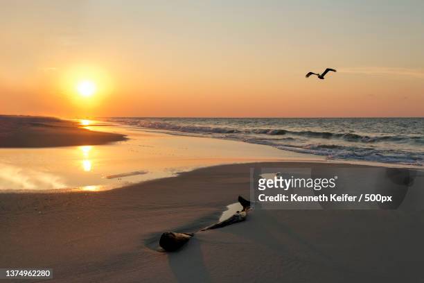 sunrise beach and pelican,scenic view of beach against sky during sunset,gulf shores,alabama,united states,usa - gulf shores alabama stock-fotos und bilder