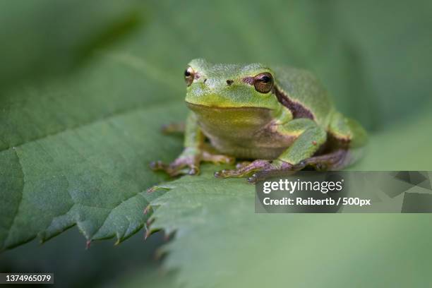 the european tree frog,close-up of tree european tree brown tree frog on leaf,germany - frösche stock-fotos und bilder