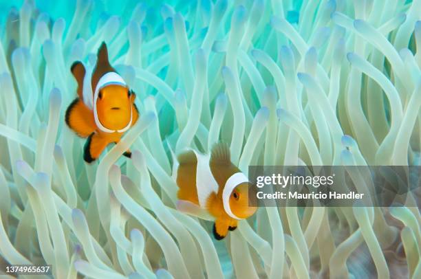 false clown anemonefish, amphiprion ocellaris - triángulo de coral fotografías e imágenes de stock