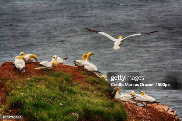 high angle view of birds perching on rock,helgoland,germany - helgoland stockfoto's en -beelden