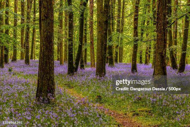 derreen woods boyle co roscommon,view of flowering plants in forest - ブルーベルウッド ストックフォトと画像