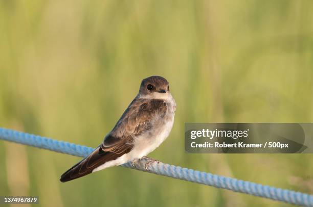 northern rough-winded swallow,close-up of songswallow perching on cable,montrose point bird sanctuary,united states,usa - riparia riparia stock pictures, royalty-free photos & images