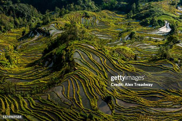 the yuanyang rice terraces from the tigers mouth viewpoint - kunming 個照片及圖片檔