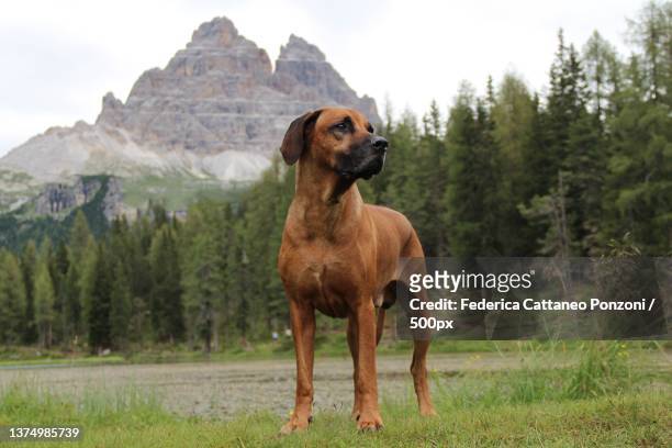 rhodesian ridgeback,portrait of purebred dog standing on field against trees,tre cime di lavaredo,italy - rhodesian ridgeback stock-fotos und bilder