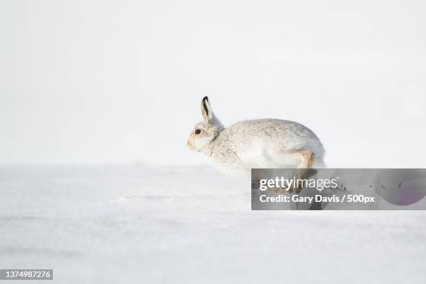 Hare Run Photos and Premium High Res Pictures - Getty Images