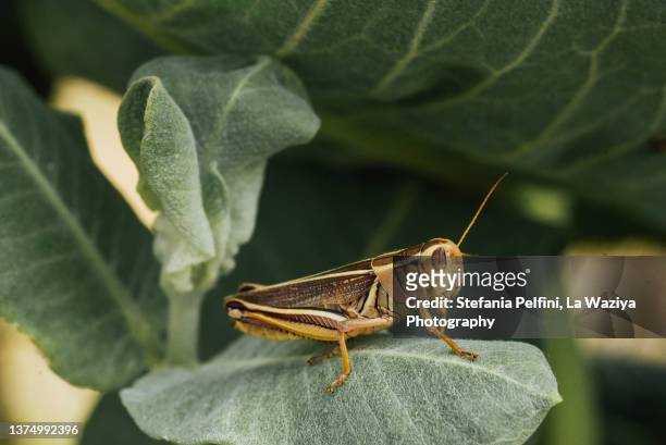 grasshopper on green leaves - wanderheuschrecke stock-fotos und bilder