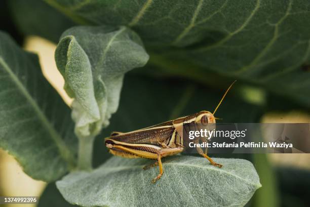 grasshopper on green leaves - cricket insect stock pictures, royalty-free photos & images