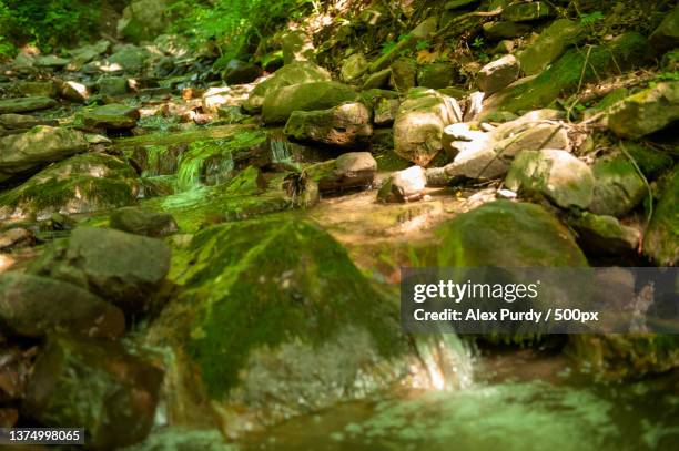 blackwater falls state park,west virginia,scenic view of stream flowing through rocks in forest,united states,usa - purdy stock pictures, royalty-free photos & images