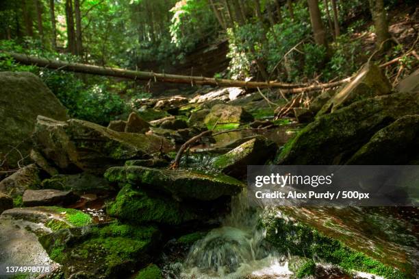 blackwater falls state park,west virginia,trees growing in forest,united states,usa - purdy stock pictures, royalty-free photos & images