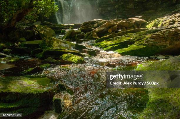 blackwater falls state park,west virginia,scenic view of waterfall in forest,united states,usa - purdy stock pictures, royalty-free photos & images