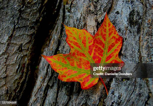 green and red maple leaf - danielle greentree stock pictures, royalty-free photos & images