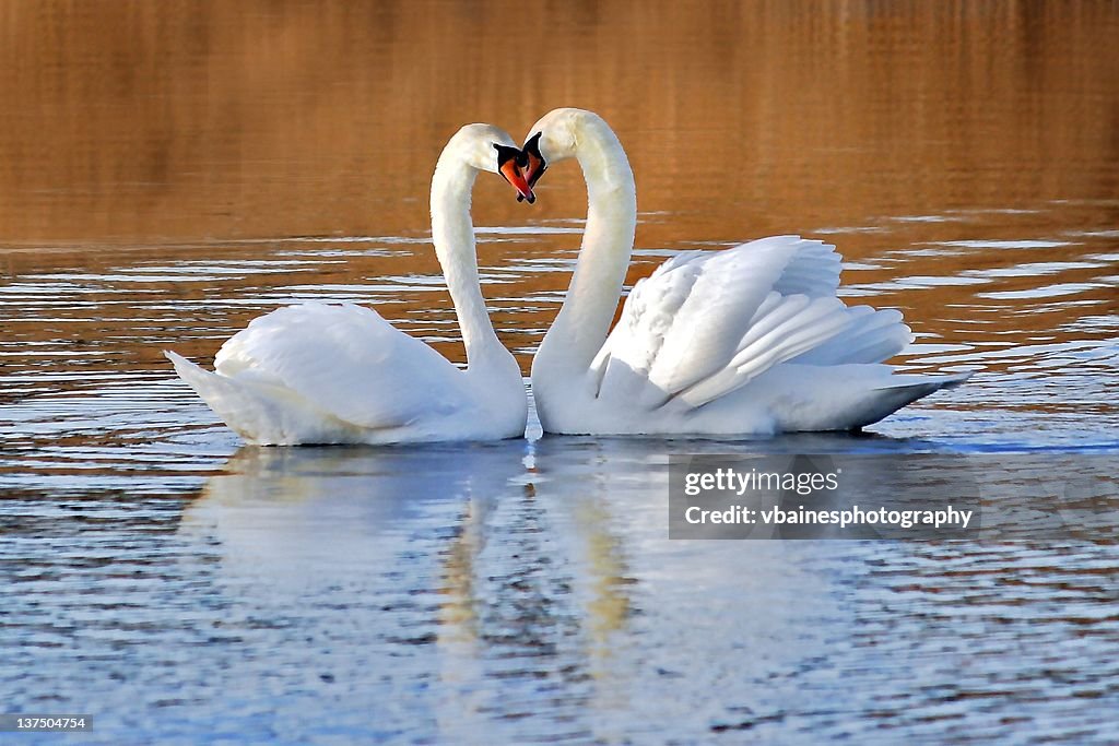 Swans