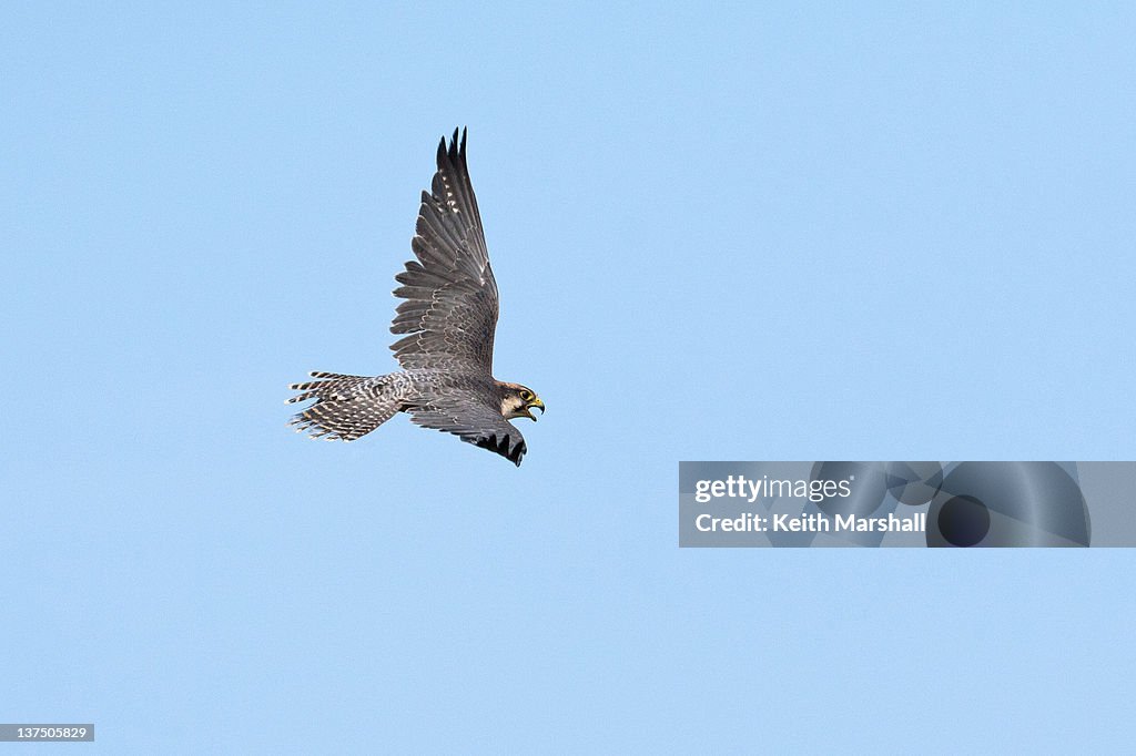 Lanner falcon in flight