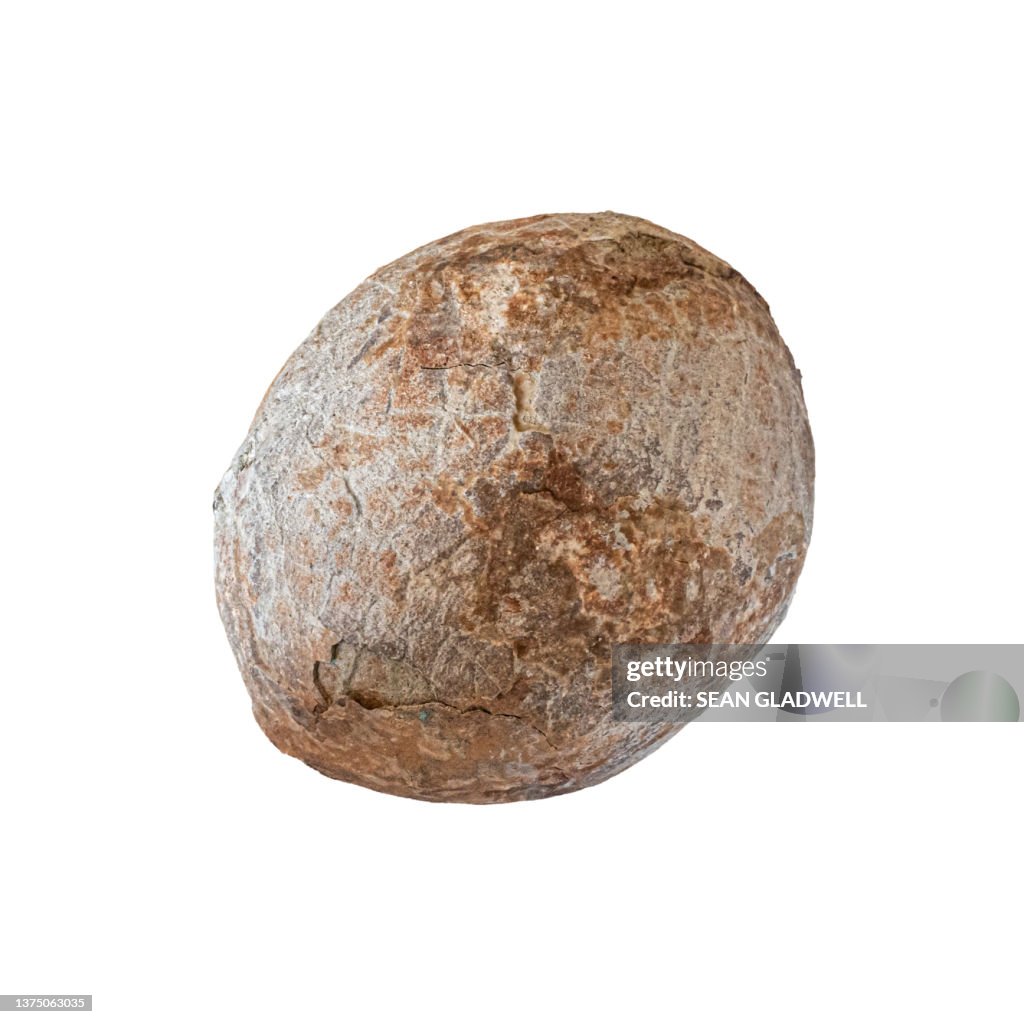 Dinosaur egg isolated