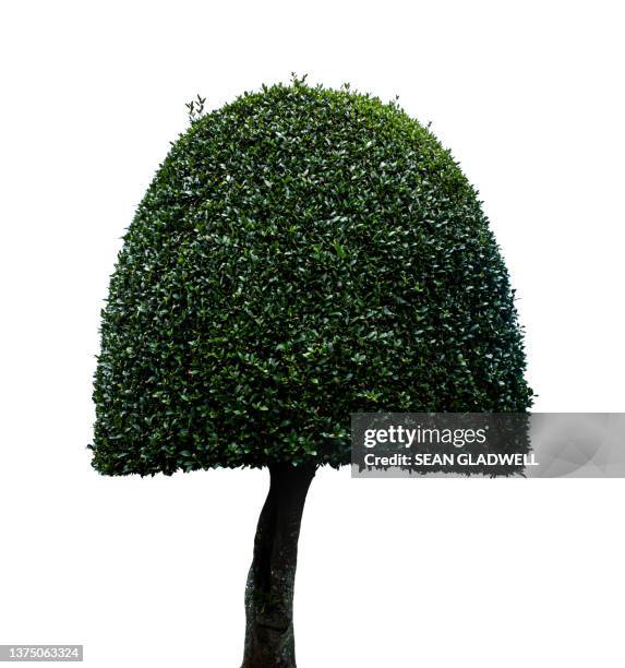 topiary tree on white - topiary stock pictures, royalty-free photos & images