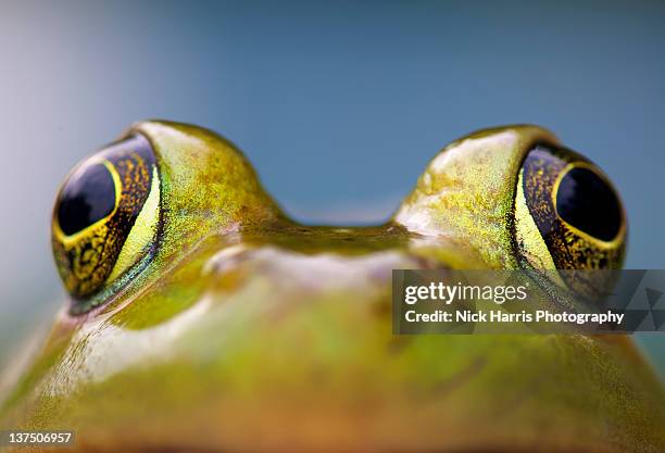 close-up of american bullfrog eyes - american bullfrog stock pictures, royalty-free photos & images