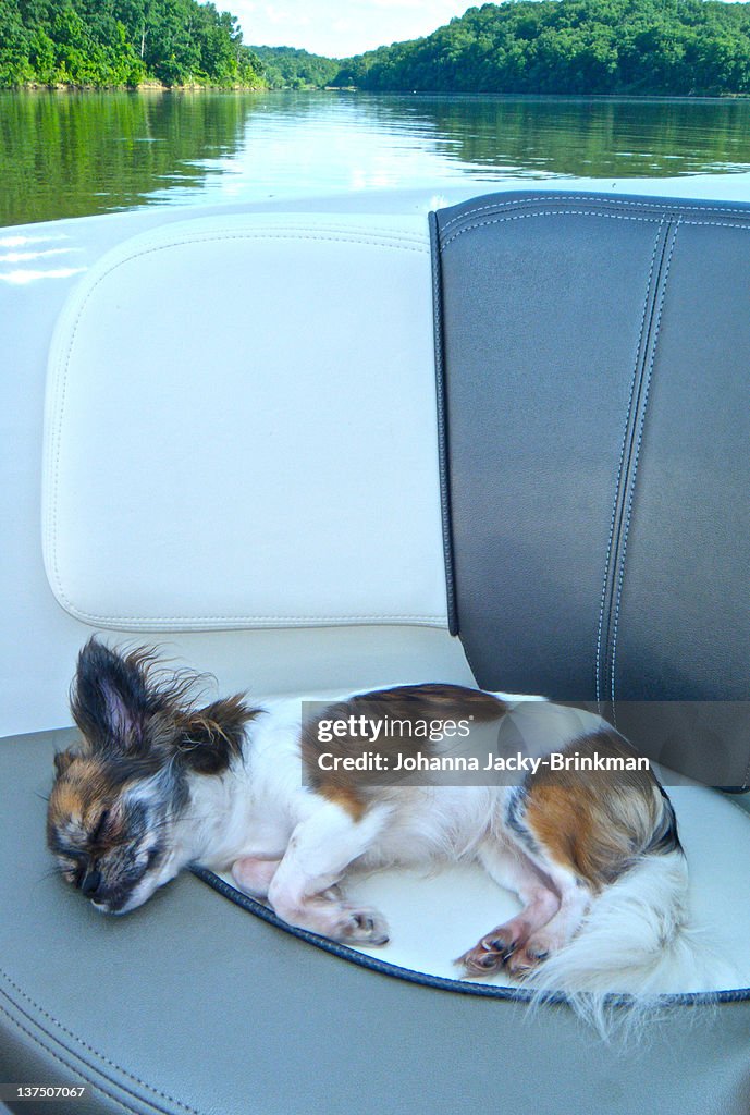 Sleepy dog in boat