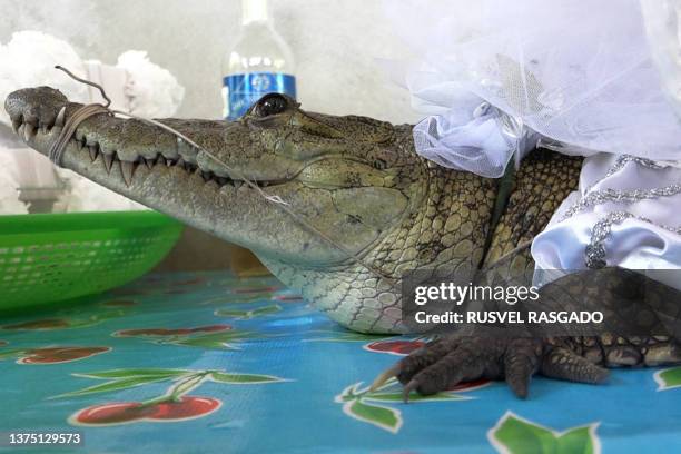Spectacled caiman called "La Niña Princesa" , dressed as a bride, is seen before being married to the Mayor in San Pedro Huamelula, Oaxaca state,...