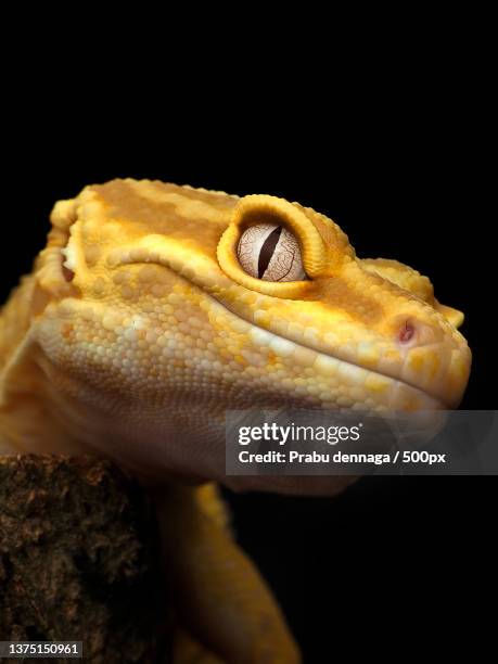 close-up of gecko against black background,west jakarta,indonesia - geco foto e immagini stock