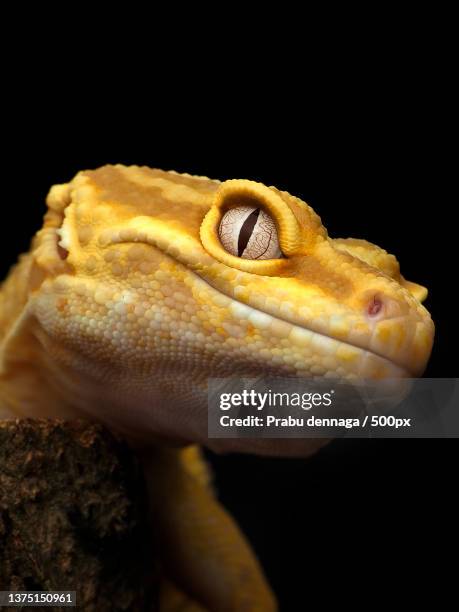 close-up of gecko against black background,west jakarta,indonesia - leopard gecko stock pictures, royalty-free photos & images