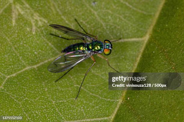 adult long-legged fly,close-up of fly on leaf - dolichopodidae stock pictures, royalty-free photos & images