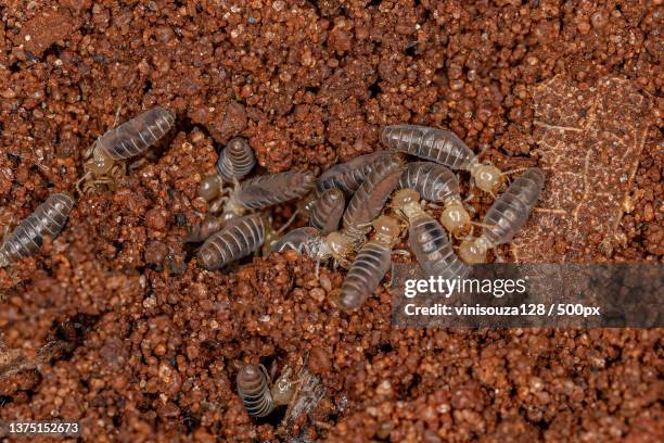 small higher termites,high angle view of bees on honeycomb - isoptera stock pictures, royalty-free photos & images