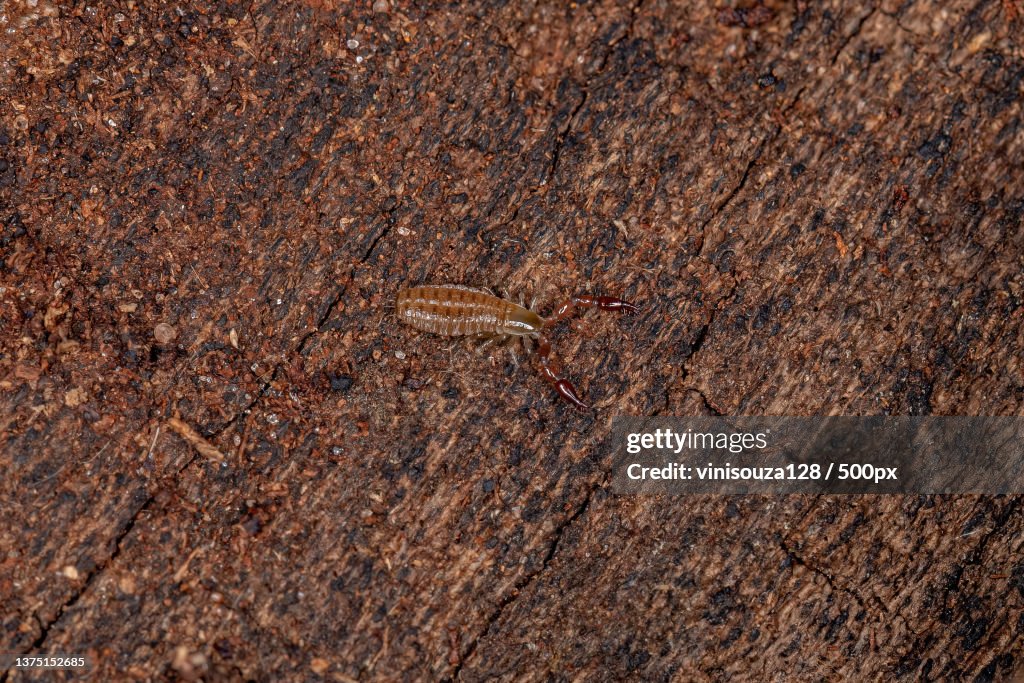 Small Pseudoscorpion Arachnid,High angle view of insect on rock