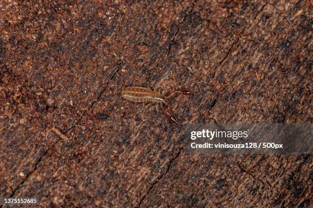 small pseudoscorpion arachnid,high angle view of insect on rock - pseudoscorpion stock pictures, royalty-free photos & images