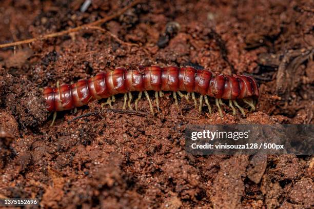 red flat-backed millipede,close-up of caterpillar on field - myriapoda stock pictures, royalty-free photos & images