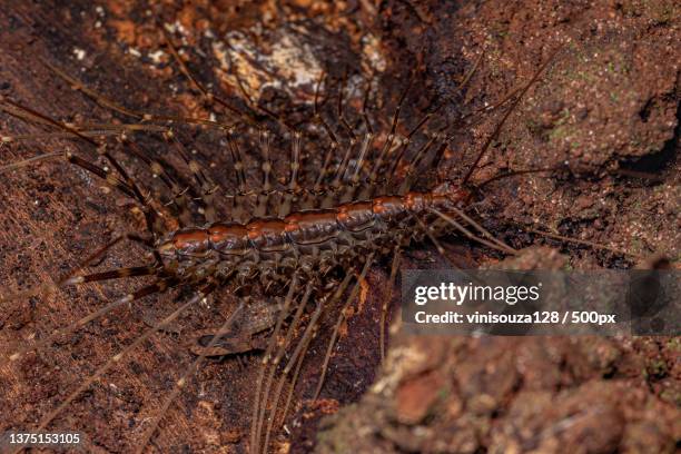 small house centipede,close-up of lizard on rock - myriapoda stock pictures, royalty-free photos & images