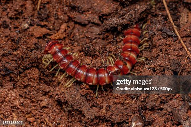 red flat-backed millipede,high angle view of insect on field - myriapoda stock pictures, royalty-free photos & images