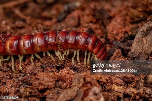 red flat-backed millipede,close-up of insect on rock - myriapoda stock pictures, royalty-free photos & images