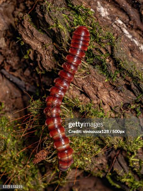 red flat-backed millipede,close-up of caterpillar on tree trunk - myriapoda stock pictures, royalty-free photos & images