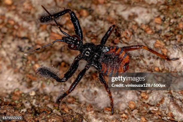 bee assassin bug nymph,close-up of spider on rock - brown recluse spider stock-fotos und bilder