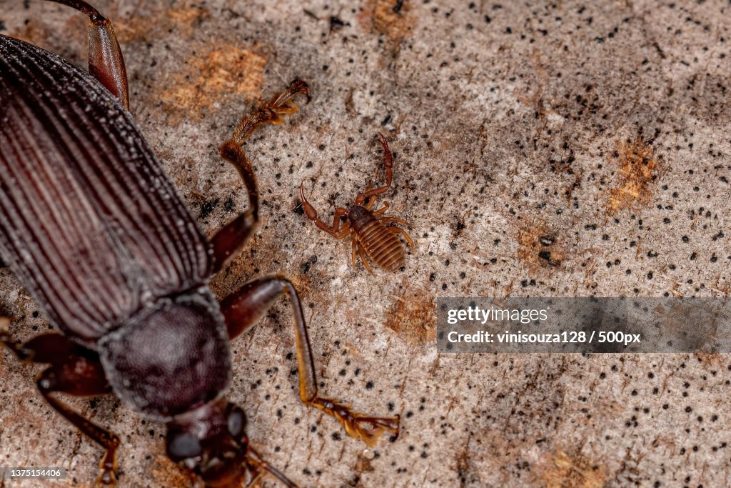 Small Pseudoscorpion Arachnid Chelicerate,Close-up of insect on rock