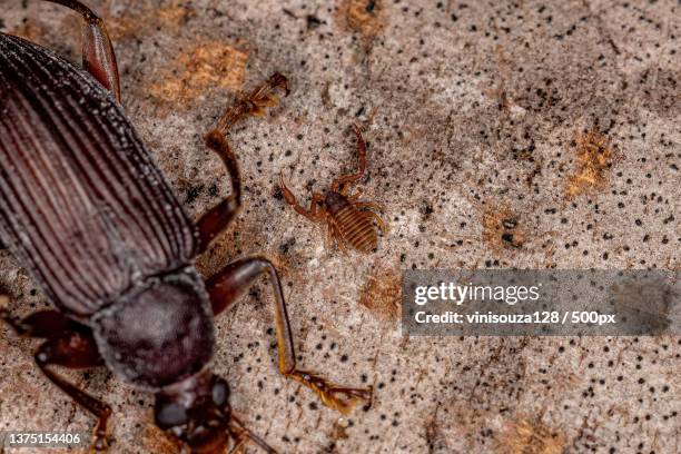 small pseudoscorpion arachnid chelicerate,close-up of insect on rock - pseudoscorpion stock pictures, royalty-free photos & images