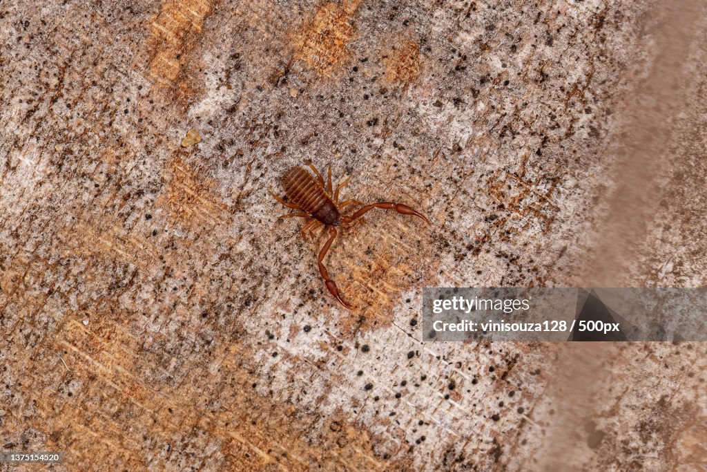 Small Pseudoscorpion Arachnid Chelicerate,Close-up of spider on wall