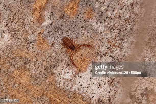 small pseudoscorpion arachnid chelicerate,close-up of spider on wall - pseudoscorpion stock pictures, royalty-free photos & images