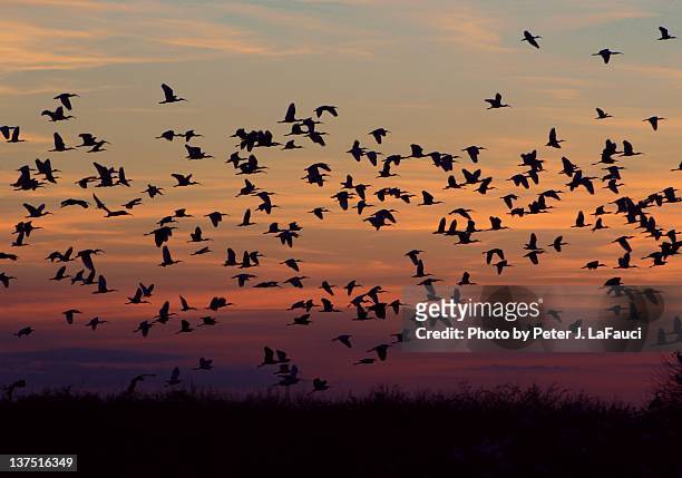 flock of birds - boynton beach stock pictures, royalty-free photos & images