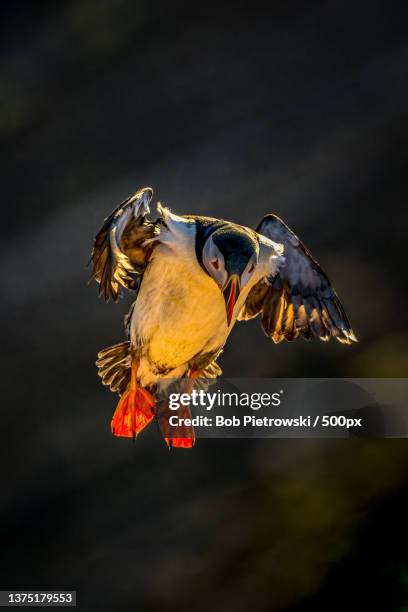 puffin flight,close-up of puffin flying over lake,skomer,united kingdom,uk - atlantic puffin stock pictures, royalty-free photos & images