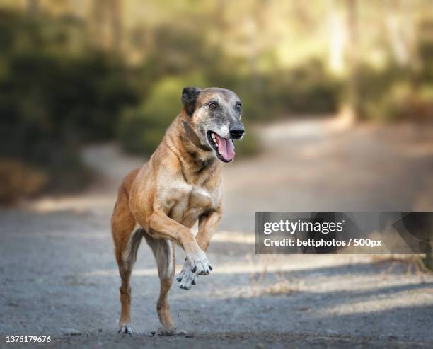 senior belgian malinois dog jumping and playing sports in the field - belgian malinois stock-fotos und bilder