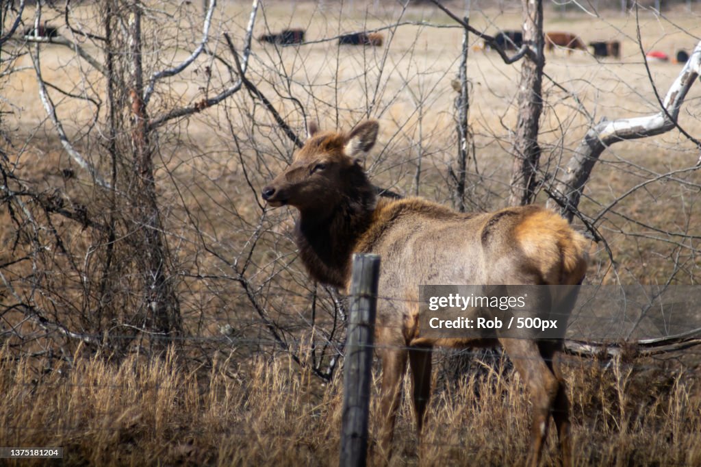 Young Elk,Side view of deer standing on field
