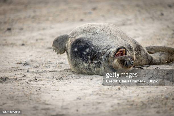 lie on your back and laugh,helgoland,germany - kegelrobbe stock pictures, royalty-free photos & images