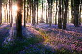 Bluebell woods path sunrise in Norfolk England