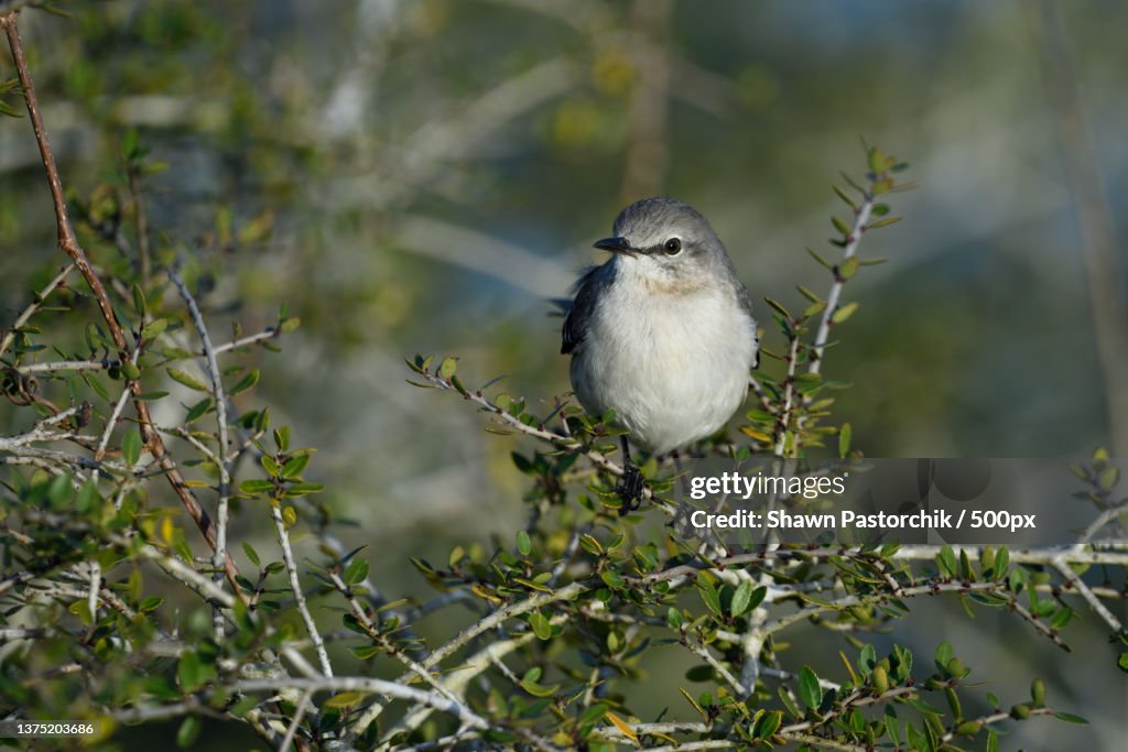 Mockingbird in St Marks National Wildlife Refuge,St Marks,Florida,United States,USA
