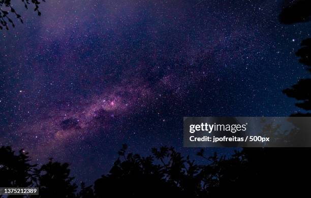patagonia nigth sky,low angle view of silhouette of trees against star field at night,argentina - star sky stock-fotos und bilder