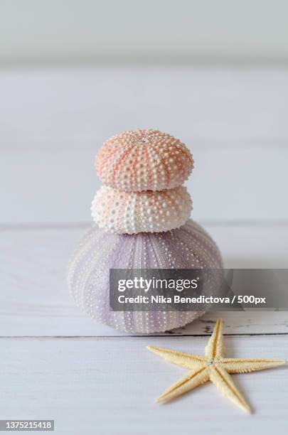 close-up of seashells on table - sea urchin stock pictures, royalty-free photos & images