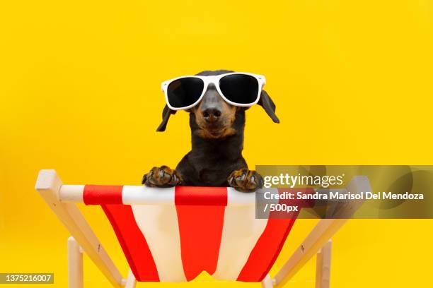 funny dog summer dachshund on a beach chair going on vacations,gerona,girona,spain - dachshund holiday stock pictures, royalty-free photos & images