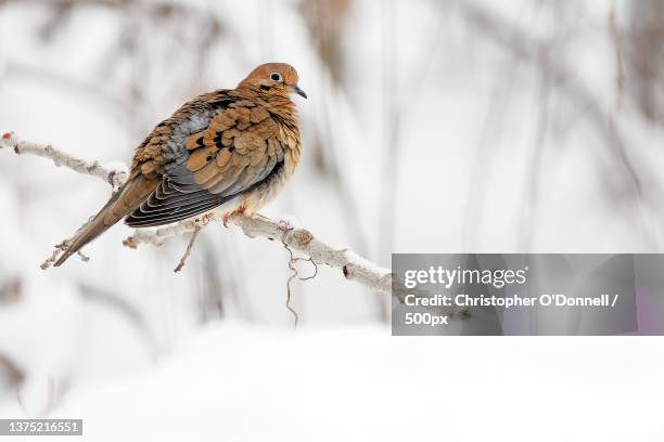 a mourning dove resting on a limb surrounded by snow,montreal,canada - turtle doves stock pictures, royalty-free photos & images