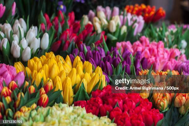 amazing flowers,close-up of multi colored tulips,united states,usa - flower stall stock pictures, royalty-free photos & images